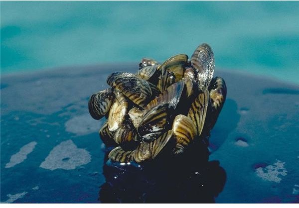 The Ecological Impact of the Zebra Mussel