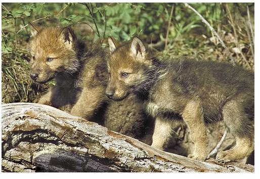Timber Wolf Pups