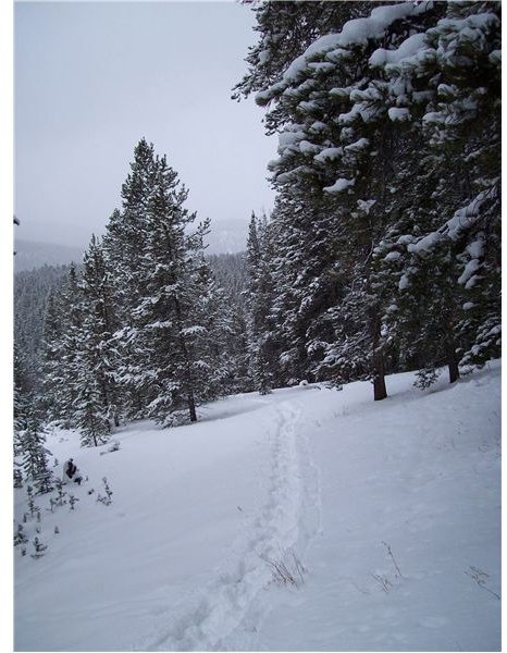 Beaverhead National Forest