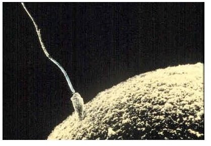 Treatment for Male Infertility: Increase a Low Sperm Count Naturally