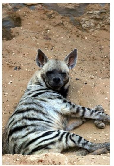 No Laughing Matter: Striped Hyenas in Danger