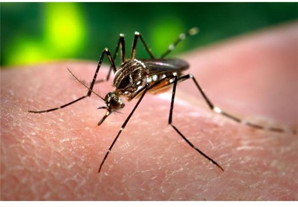 The Pathophysiology of Dengue Hemorrhagic Fever: How the Aedes Mosquito Can Cause Dengue Hemorrhagic Fever