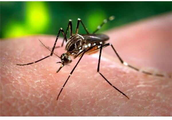 how-dengue-fever-spreads-and-affects-the-human-body-getcured