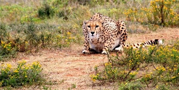 How Fast Do Animals Run? A Look at Cheetahs, Horses, Antelopes and Other Animals Around the World