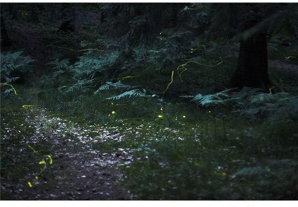 Fireflies: Habitat, Behavior, Diet & More on This Intriguing Species