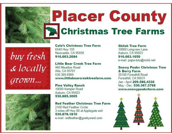 Christmas Tree Farm