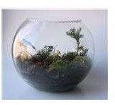 Design and Build Your Own Terrarium: Easy, Step-by-Step Directions for Kids