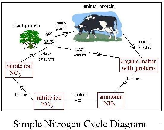 Pictoral Simple Nitrogen Cycle Diagram