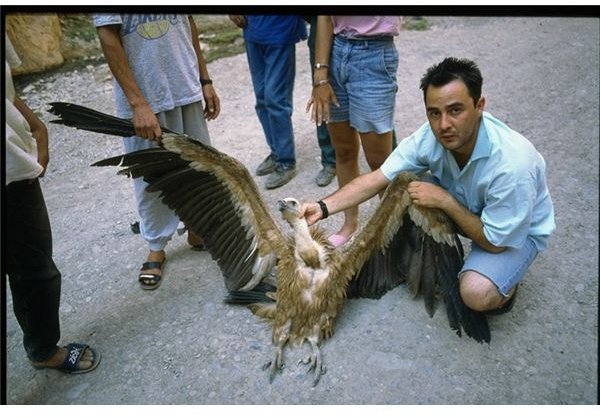 Poisoned Griffon Vulture