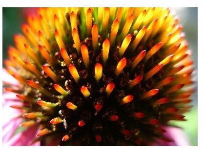 Learn the Health Benefits of Echinacea Tea