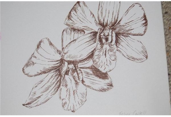 small artist pen sepia of orchid, R Clarke