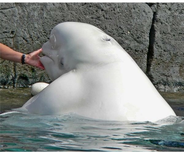 beluga