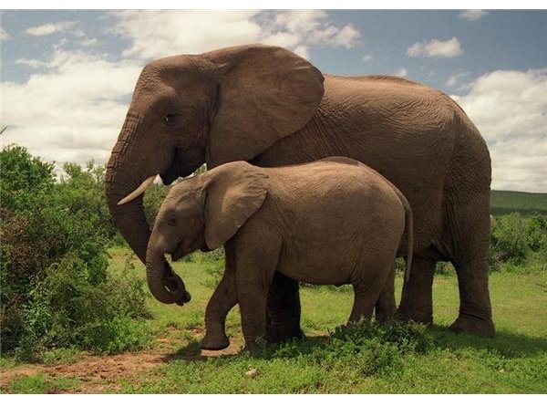 Two Elephants in Addo Elephant National Park
