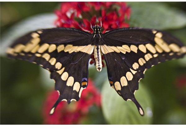 Butterfly via a Composer and +4 macro lens.