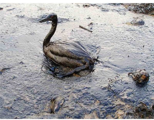 Oiled Bird - Black Sea Oil Spill 111207