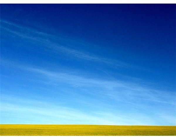 Sky Canola