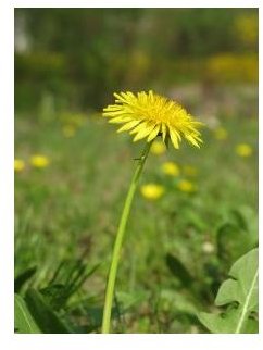 Root Cause Analysis Dandelion Diagram - What Is It and When Should You Use One?