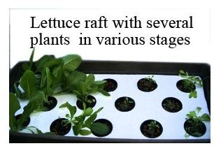 Lettuce Raft 1