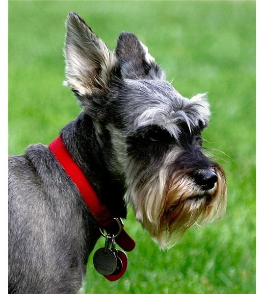 Miniature Schnauzer