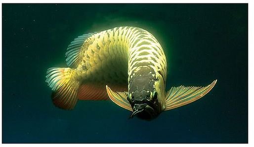 Asian Arowana (Chinese Dragon Fish): Species Spotlight
