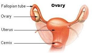 Oophorectomy Procedure Information