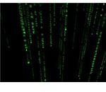 Matrix Screensaver Linux - The Matrix Falling Code Screensaver