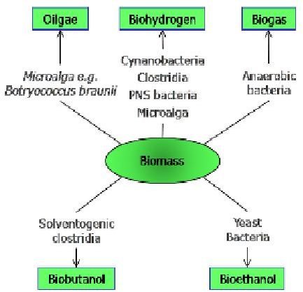 Algae Processes(www.napier.ac.uk)