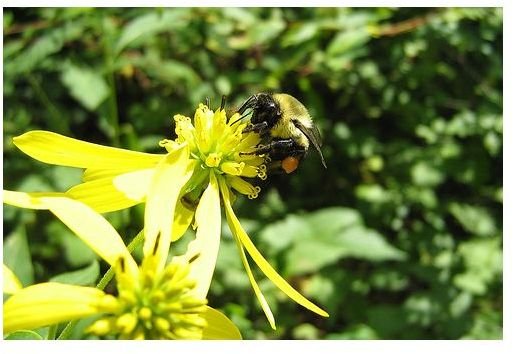 Carpenter Bee Removal & Prevention