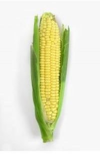 494063 corn