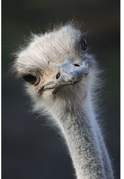 Fun Ostrich Facts: Learn About the Largest Bird on Earth