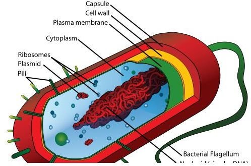 Prokaryotic Cells - A Guide to a Prokaryotic Cell