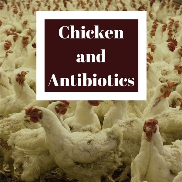 Why Are Chickens Given Antibiotics? Is It Safe? BrightHub Education