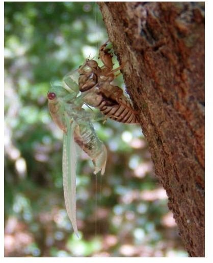 cicada breaking free from its shell