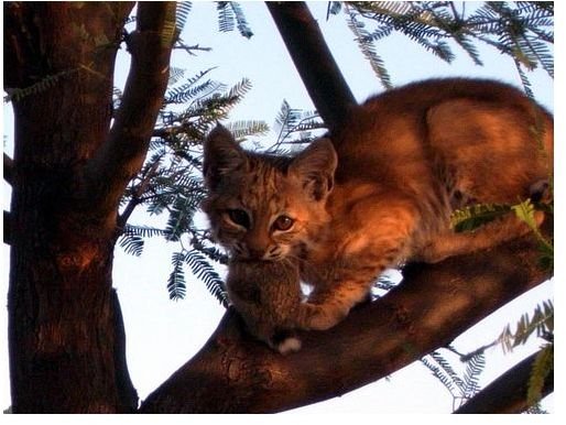 bobcat + prey