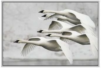 Trumpeter Swans Flying Together