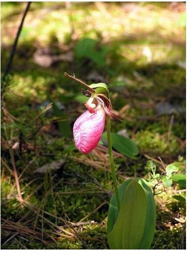 Lady's Slipper Herb: An Herbal Nervine Tonic That Is Safe and Effective