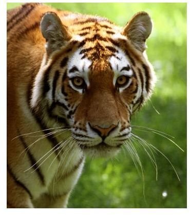 Creating a T is for Tiger Book in Preschool Plus Other Suggested Activities