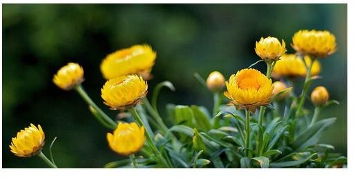 All About Helichrysum Essential Oil: Origins and Uses of Immortelle