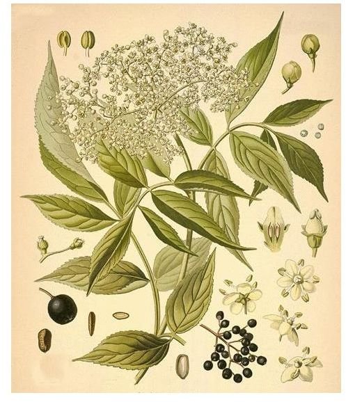 Learn the Health Benefits of Elderberry Tea