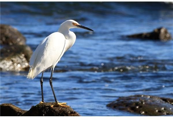 David Tipling&rsquo;s Bird Photography Field Guide