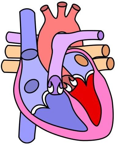 Infant Heart Murmur: Diagnosis and What They Mean