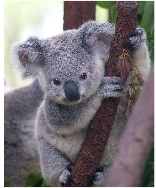 Baby Koala