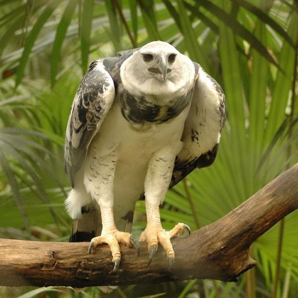 600px-Harpia harpyja -Belize Zoo-8-3c