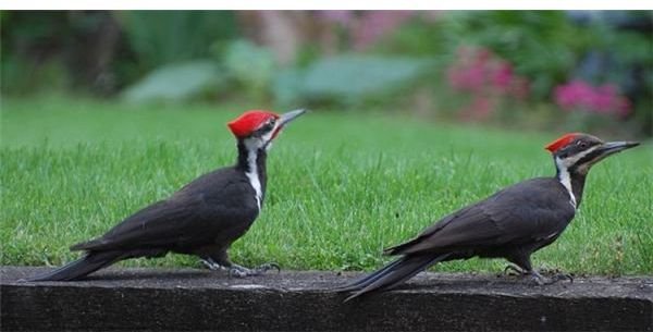 Male and Female Pileated Woodpeckers