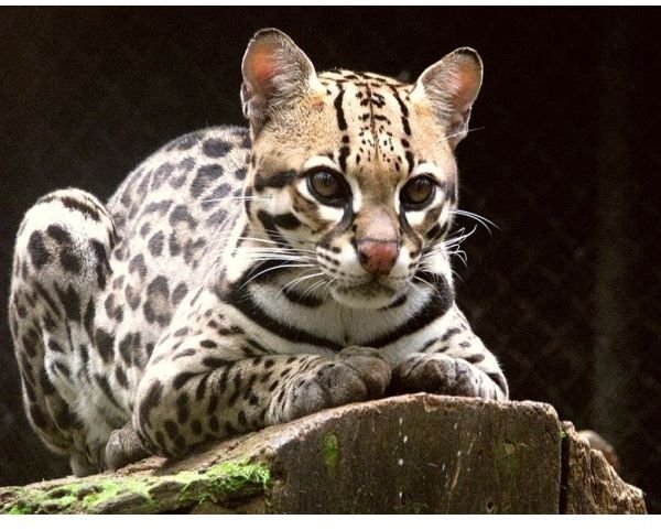 Facts about the Ocelot: Find Interesting Information on this Beautiful Cat