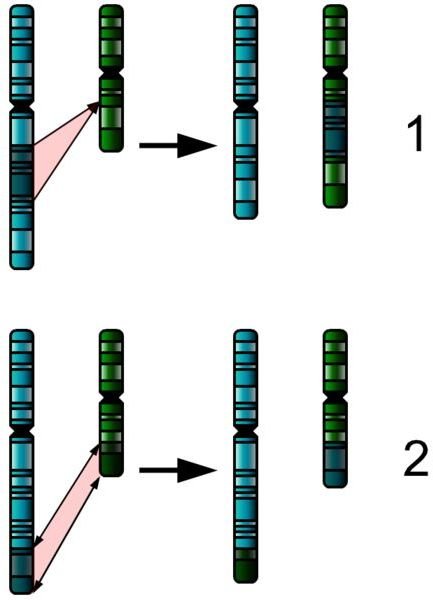 The Causes of Chromosomes Mutation