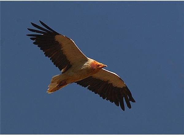 Egyptian vulture in flight