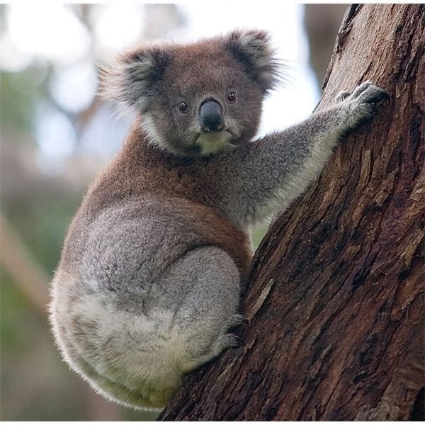 What Sound Does a Koala Make? Interesting Research with Cell Phones