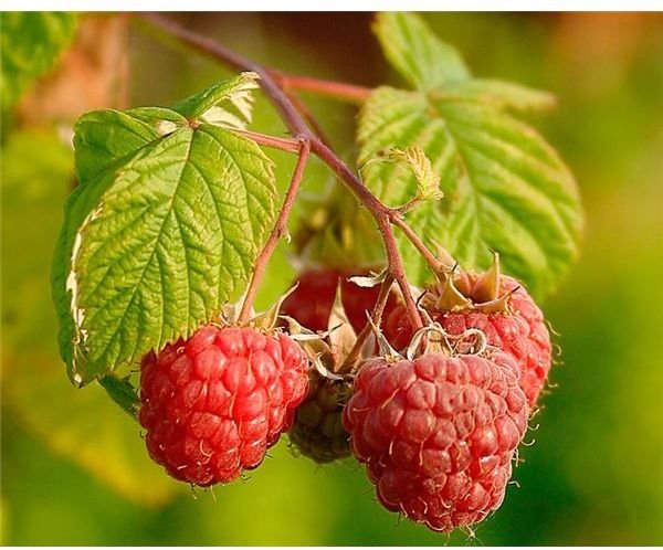 Red Raspberry Leaf Tea: Recipe and Benefits