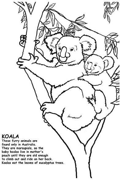 Koala